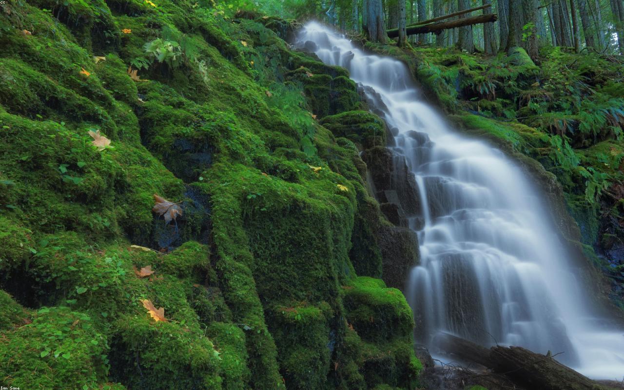 Cascade dans une forêt, photographie illustrative du template